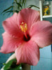 13 nov 2012-flori 014