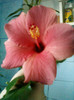 13 nov 2012-flori 018