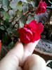 impatiens rosu batut