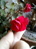 13 nov 2012-flori 024