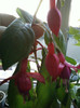 13 nov 2012-flori 028