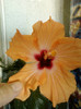13 nov 2012-flori 029