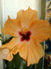 hibi holliday yellow