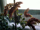 13 nov 2012-flori 030