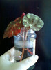 13 nov 2012-flori 035