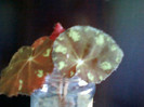 begonia de la mama