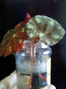 13 nov 2012-flori 040
