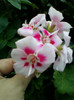 13 nov 2012-flori 042