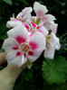 13 nov 2012-flori 044