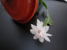 Schlumbergera .