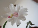 Schlumbergera