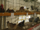 austellung-nov 121