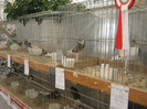 austellung-nov 123