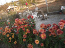 DSCF9277