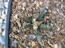 Ariocarpus agavoides (Castañeda) E. F. Anderson 1952