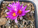 Ariocarpus agavoides (Castañeda) E. F. Anderson 1952