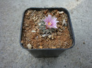 Ariocarpus kotschoubeyanus subsp. albiflorus (Backeb.) Glass 1997.