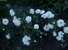 kosmos