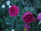 DSC07921