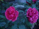 DSC07924
