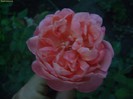 DSC07927
