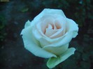 DSC07931