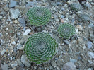 Orostachys spinosa     (L.) Sweet 1830