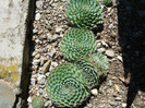 Orostachys spinosa    (L.) Sweet 1830