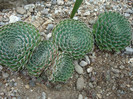 Orostachys spinosa   (L.) Sweet 1830