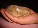 foto 336