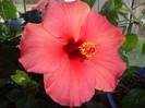 foto 334