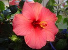 foto 335