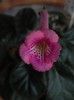 Ozark jumbo sundae (first bloom)