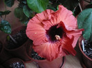 P1180915