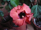 P1180916