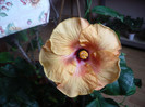 P1180917