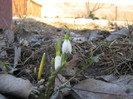 Ghiocei