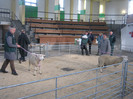 austellung-nov 024