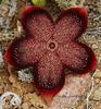 Edithcolea Grandis