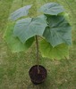 Paulownia