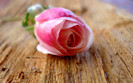 Nice-Rose-1680x1050