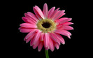 pink-032-flower-032-1920x1200-1920x1200