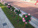 DSC08751