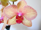 DSCN0094