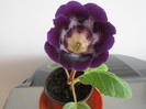 Gloxinia