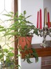 8 Begonia curfatoare