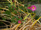 DSCN1767