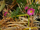DSCN1770