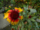 DSCN1775