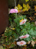 DSCN1778
